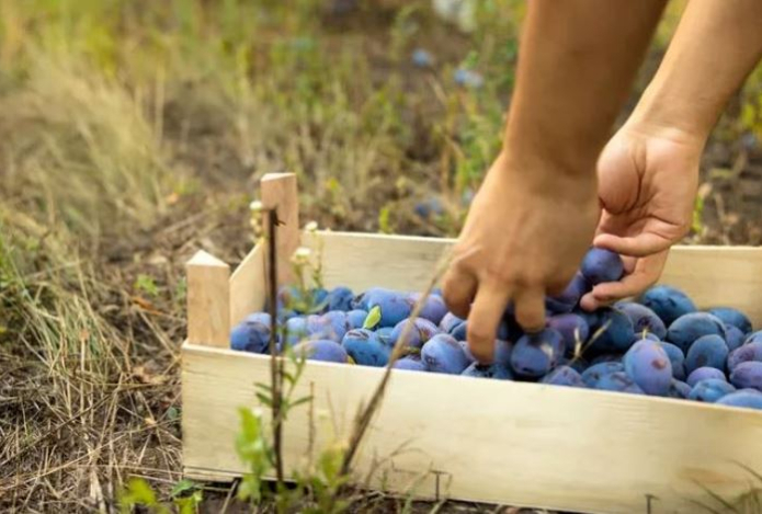 Этот продукт считается средством от запоров. Полезен для пищеварения, здоровья костей и сердца — повышает «хороший» холестерин