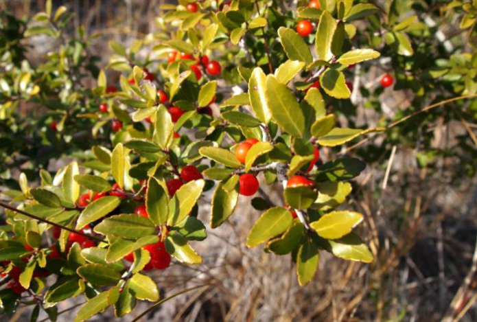 Ученые призвали пить этот напиток — бодрит не хуже кофе и защищает сердце. Его использовали как стимулятор и лекарство