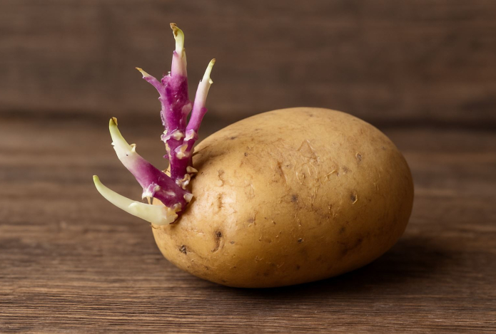 Можно ли есть проросший картофель