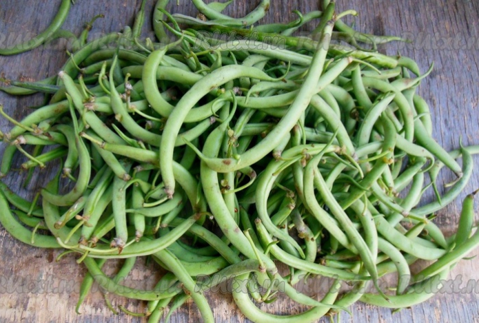 Назван овощ, который снижает «плохой» холестерин — он богат фолиевой кислотой и калием