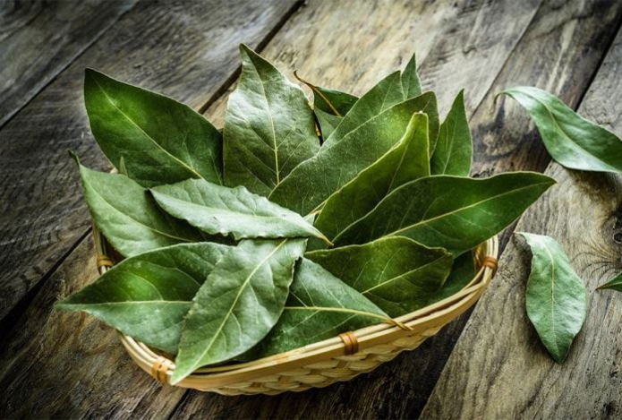 Зачем люди кладут лавровый лист под подушку