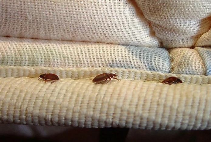 Раскладываем эти цветы — и клопов охватывает паралич. Как избавиться от мерзких насекомых раз и навсегда