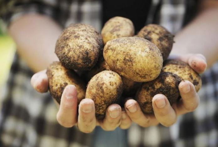 Можно ли есть сырую картошку