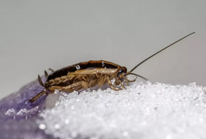 Как истребить тараканов за сутки без химикатов — поможет необычное средство. Вредители задыхаются и быстро гибнут