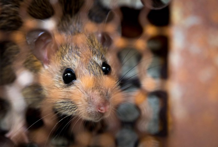 Два компонента — и мыши начнут обходить погреб за километр. Покушений на урожай больше не будет