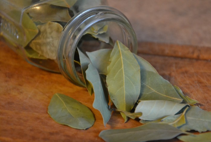 Зачем хозяйки кладут лавровые листы в книги