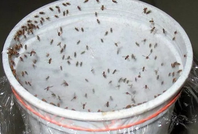 Обработайте квартиру этим природным средством — и от мошек на кухне не останется и следа. Займет всего 5 минут