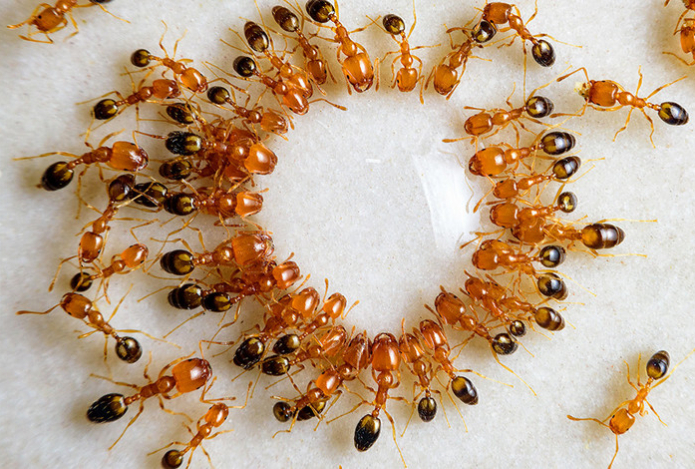 Эти народные средства разом уничтожат муравьев в доме — дорогущая дезинфекция не понадобится. Безопасно для здоровья