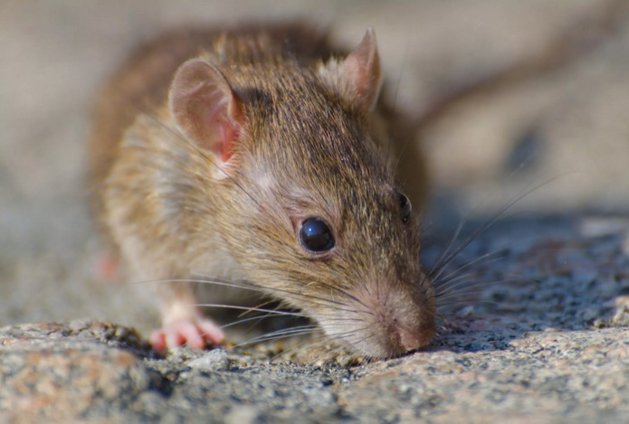 Поставьте ведро с этой смесью в углу — и мышей больше нет. Надежный деревенский способ изгнания грызунов из дома
