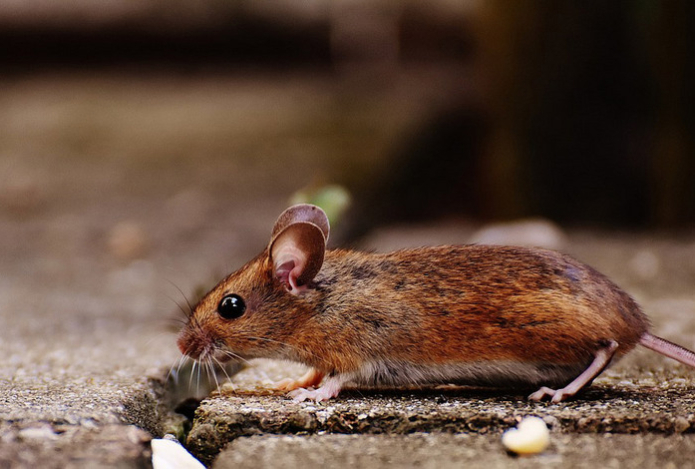 Как избавиться от мышей при помощи доступного средства — грызуны погибнут от одной порции. Никакой химии и ядов