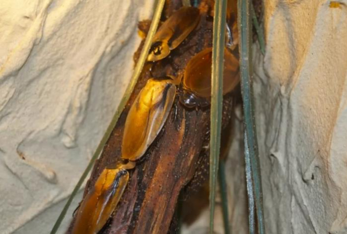 Наливаем этот «клей» в бутылку — прощаемся с тараканами навсегда. Не уцелеет ни один усач, а домашним ноль вреда