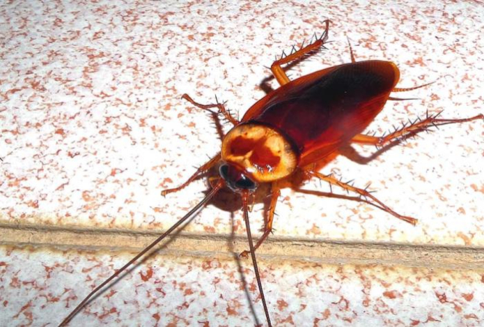 Тараканы в доме. Как справиться с ними при помощи бутылки и вазелина — делаем ловушку