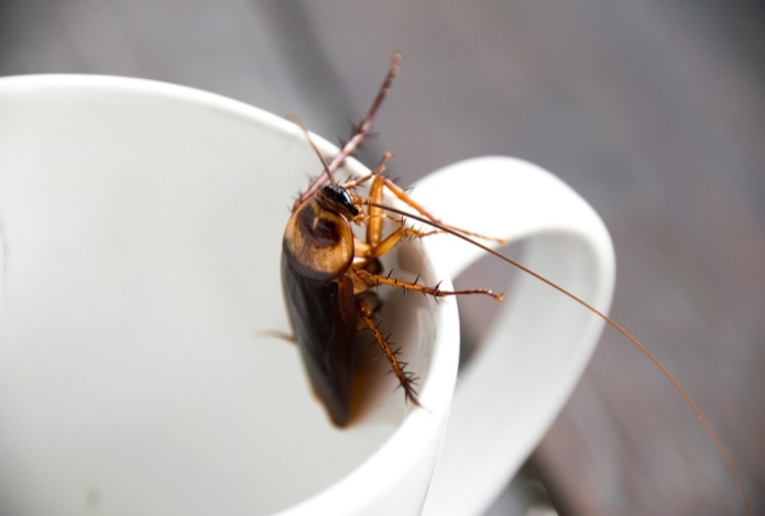 Такое средство против тараканов истребит насекомых подчистую. Вам поможет каша