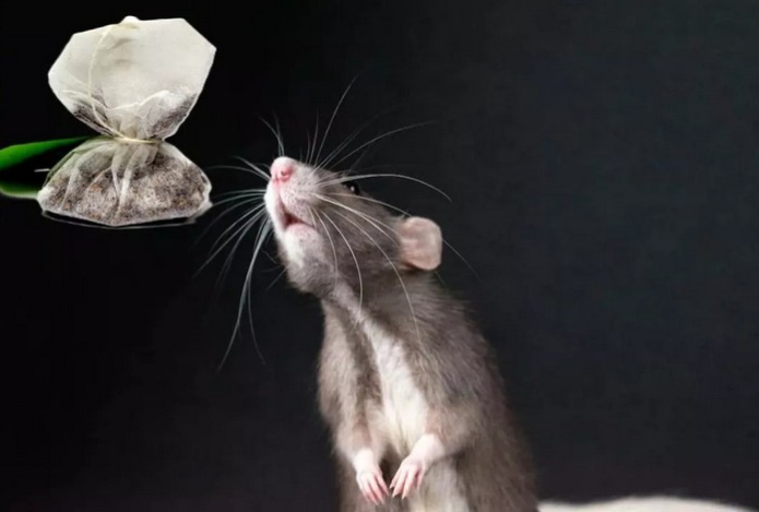 Спитые чайные пакетики покончат с мышами и крысами в два счета. Разложили везде — и зажили спокойно