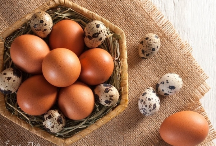 Какие яйца полезнее — куриные или перепелиные?