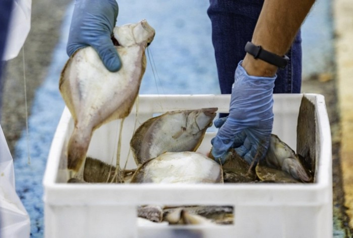 Эта рыба может быть крайне опасна для вашего здоровья — наносит вред печени и полна паразитов