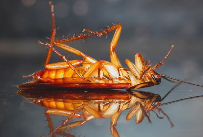 И лапки в доме не будет — чего боятся тараканы больше всего