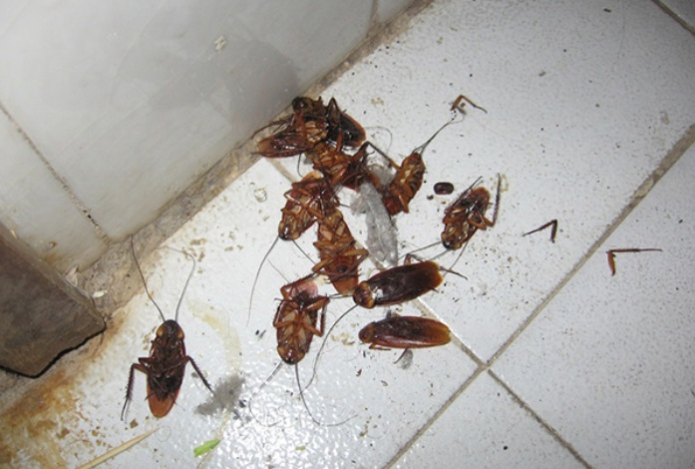 Ни один не уйдет. Как узнать, что в доме есть тараканы и где именно их ловить
