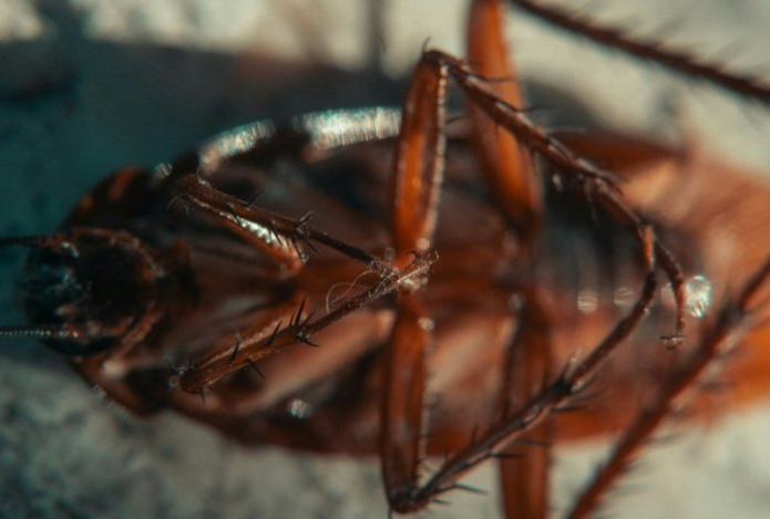 Тараканы сбегут со всех ног — эти простые лайфхаки помогут избавиться от «нашествия»