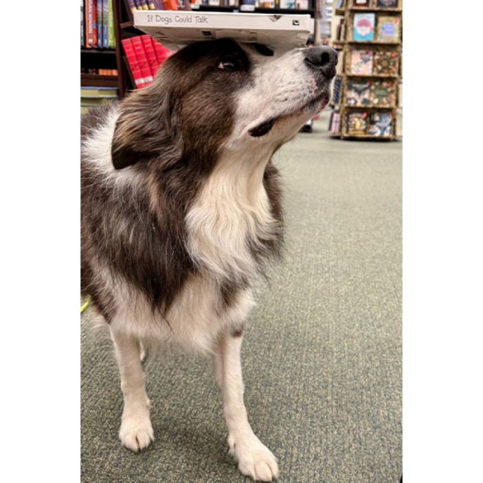 Пёс из США стал мировым рекордсменом