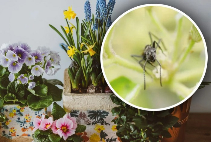 Как избавиться от маленьких мошек в домашних цветах — эти народные средства отгонят вредных насекомых