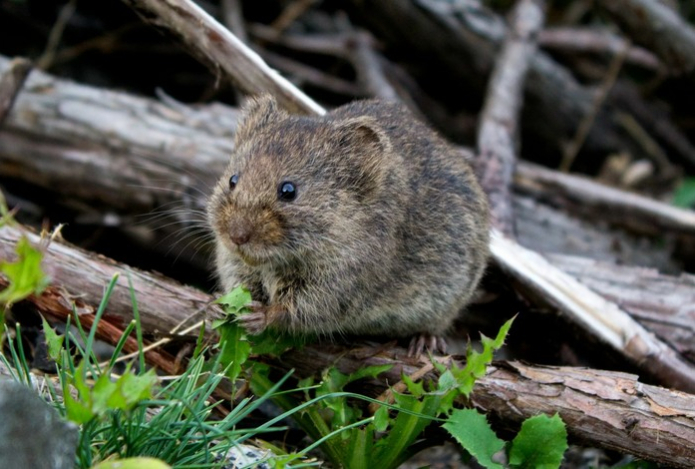 Круче пеноплекса — мыши и крысы не грызут эти утеплители. Названы материалы которые будут как новые и через 20 лет