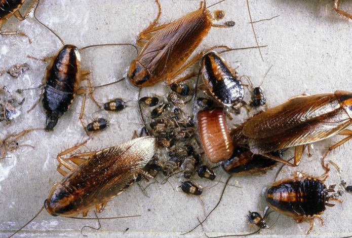 Тараканов истребите мигом. Просто вымойте пол такой водой — насекомые её люто ненавидят