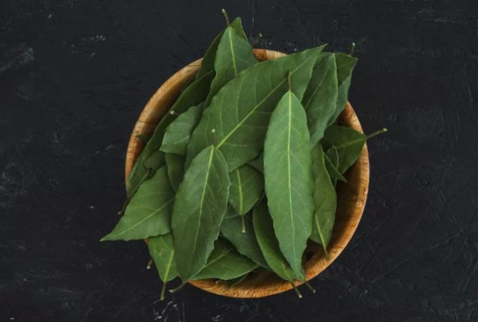 Поможет ли лавровый лист в борьбе с тараканами