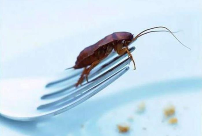 Тараканов уничтожаем кашей с ягодами. Нужно лишь добавить одно вещество — мощный яд для насекомых