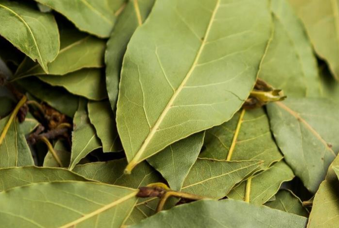 Почему нужно класть лавровый лист в карман