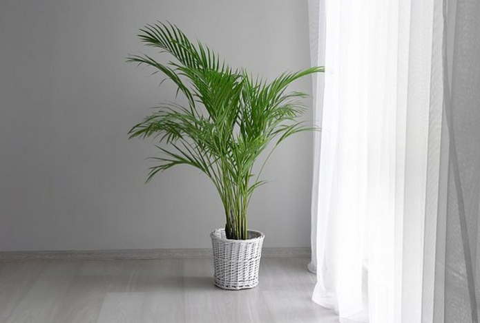 Раскрыты избавляющие жилье от пыли домашние растения