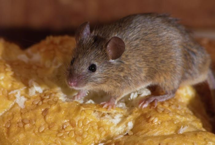 Ненавидят больше всего. Названо лучшее средство от крыс и мышей