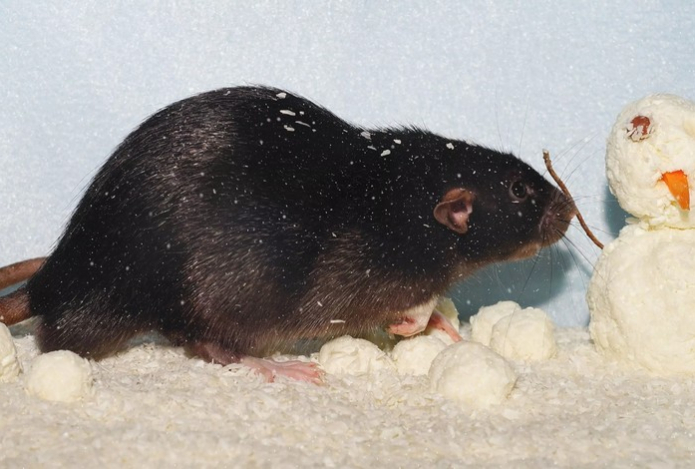 200 граммов этого «лакомства» — крыс и мышей больше нет. Способ замбийских крестьян избавит от целого полчища грызунов