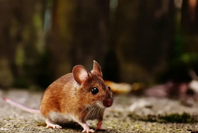 Эти четыре запаха помогут прогнать мышей из дома и с участка — грызуны их ненавидят