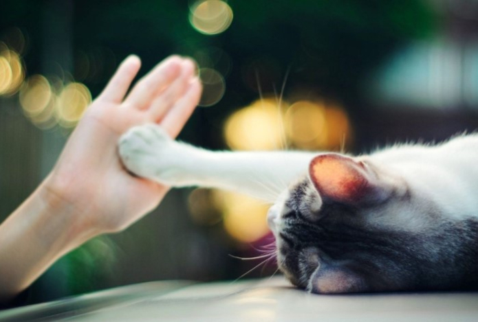 Признаки того, что ваша кошка выбрала вас своим человеком