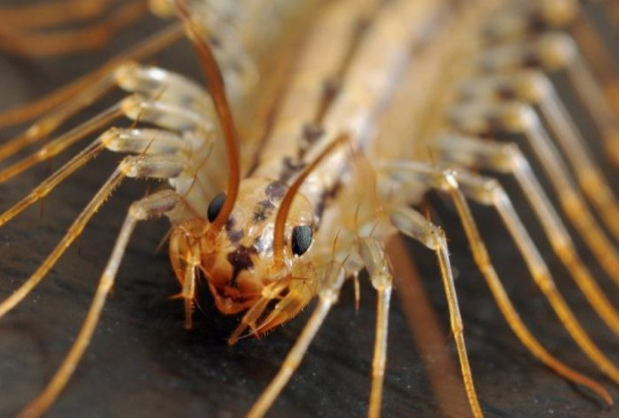 Почему нельзя убивать сороконожку в квартире