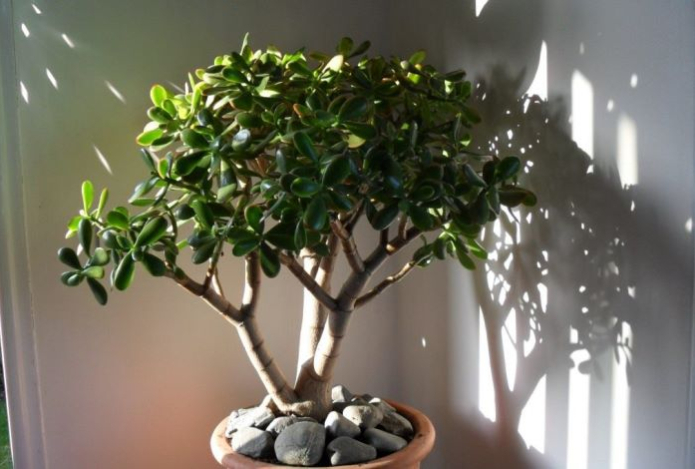 Как правильно посадить денежное дерево, чтобы привлечь богатство в дом