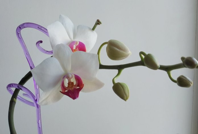 Как поливать и пересаживать орхидеи, чтобы они цвели круглый год