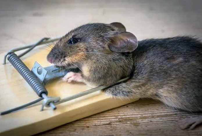 Мыши больше не побеспокоят — раскрыт деревенский способ борьбы с грызунами. Никакой отравы