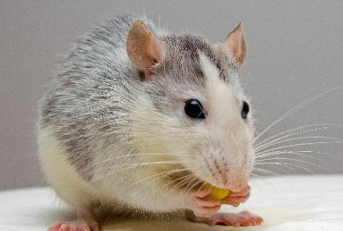 Эффективнее крысиного яда. Как избавиться от мышей в доме — рабочий народный способ