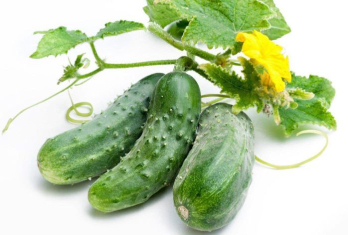 Волшебная подкормка — как эффективно и безопасно в десять раз увеличить урожай огурцов