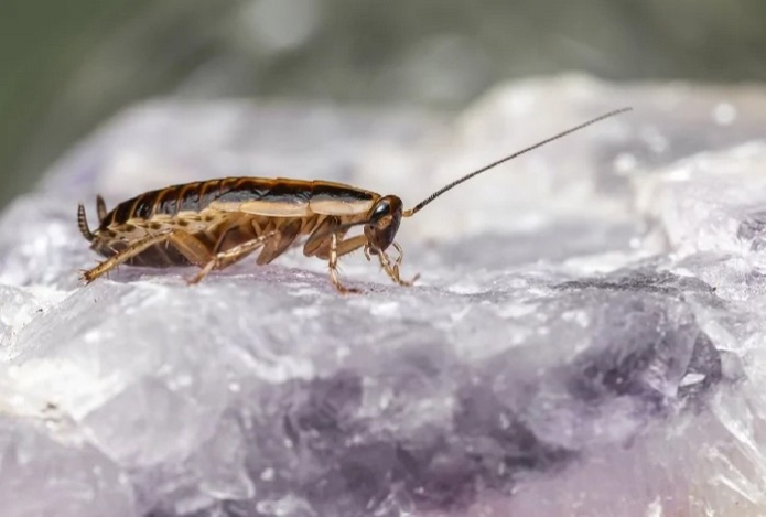 Просто положите этот фрукт, и тараканы перестанут вас мучать навсегда. Убегут, роняя крошки