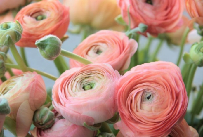 Выглядит как роза, но растет без проблем — что это за удивительный цветок