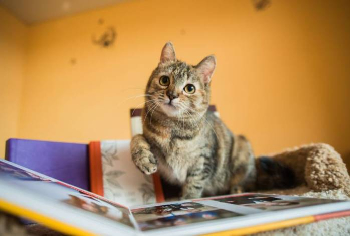 Четыре причины, почему стоит общаться со своей кошкой каждый день