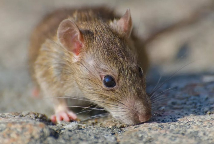 Один тюбик этого средства — и вы избавитесь от мышей навсегда. Боремся с грызунами без ядов и без вреда для домашних