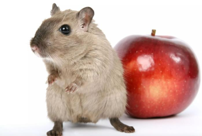 Рюмку на ведро воды — и вы легко избавитесь от запаха и следов мышей. Подходит для дома, квартиры и подвала