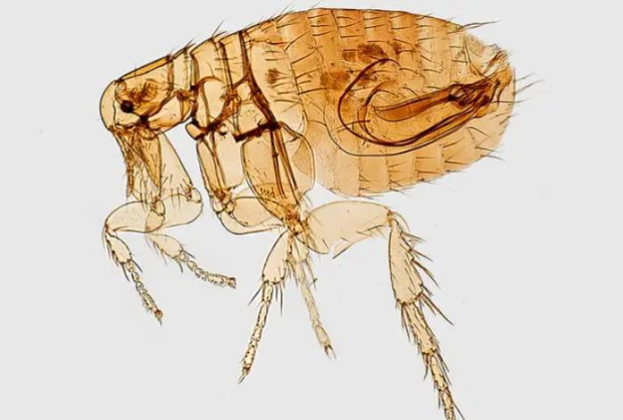 Как быстро вывести блох из дома — эти методы работают на 100 процентов