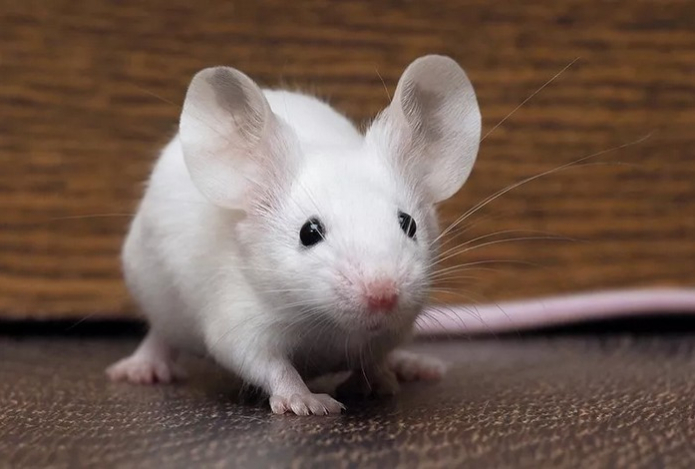 Названо эффективное средство от мышей. Десять минут на приготовление приманки — и ни одного вредителя не останется