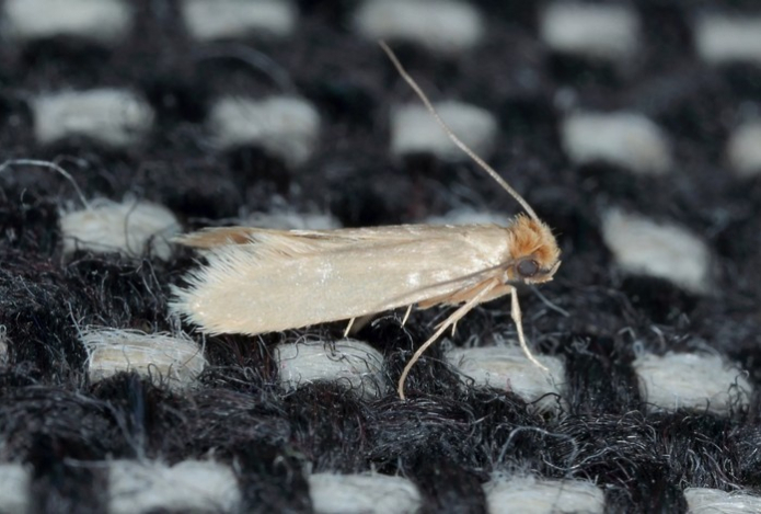 Эта пряность избавит от моли раз и навсегда — отпугивает насекомых и не вызывает аллергии