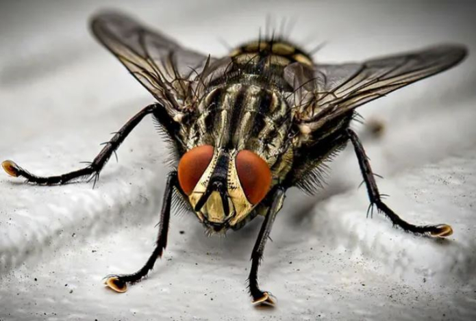 Забудете, как они выглядят. Как навсегда избавиться от мух в квартире